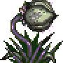 plant06.gif